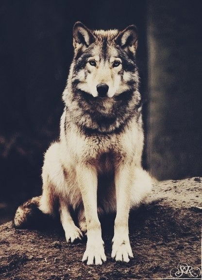 Нұрақыл Баубек