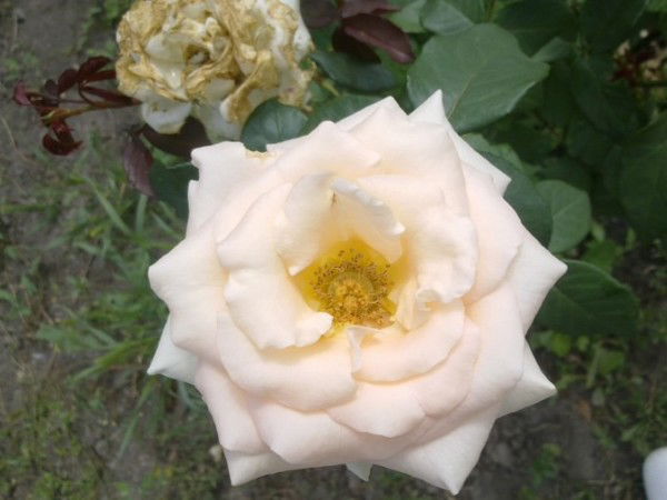 Айгуль Бейсекенова