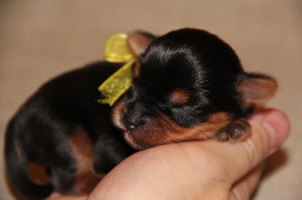 Елена Толкунова