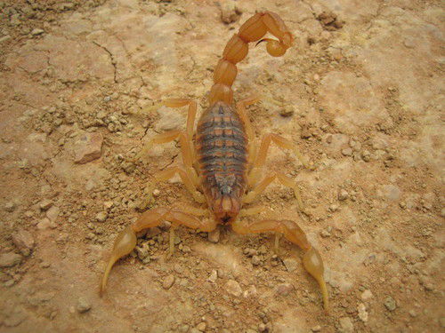 Сергей Пашкевич