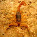 Сергей Пашкевич