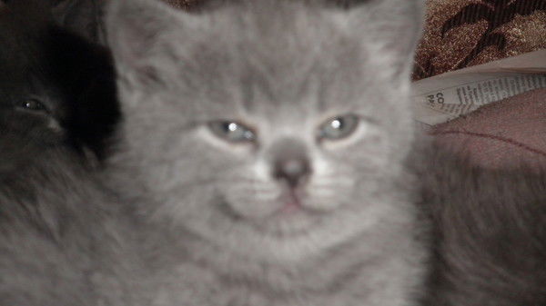 Яков Ходжамурадов