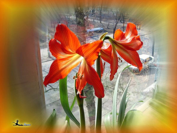 Светлана Янченко