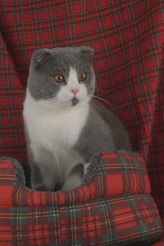 Ольга Соломаха