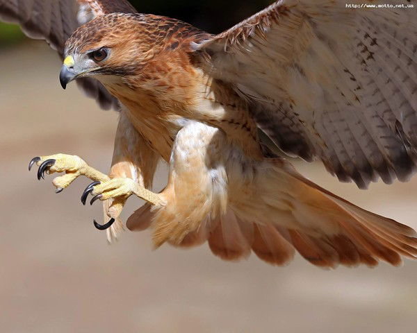 Неизвестно Неизвестно