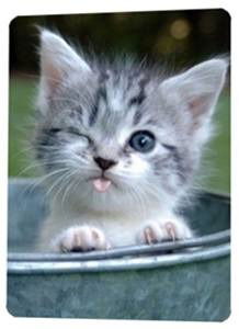 Натёна Черныш