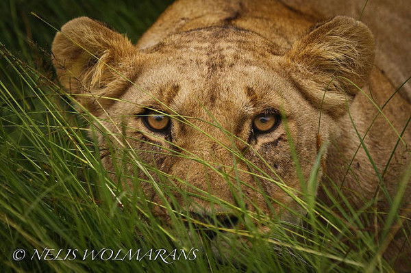 Светлана Шепелева