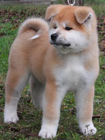 Рахима Кугарт