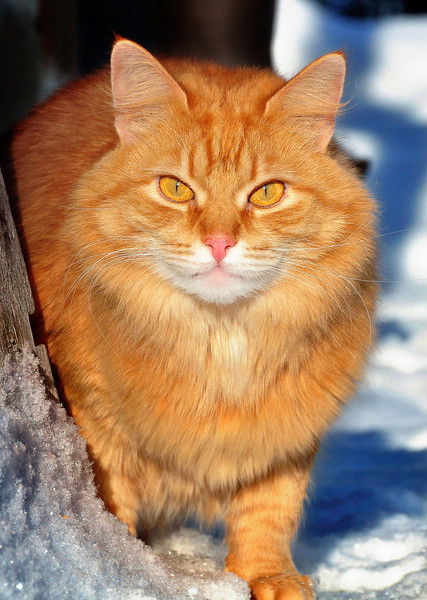 Александр Астафьев