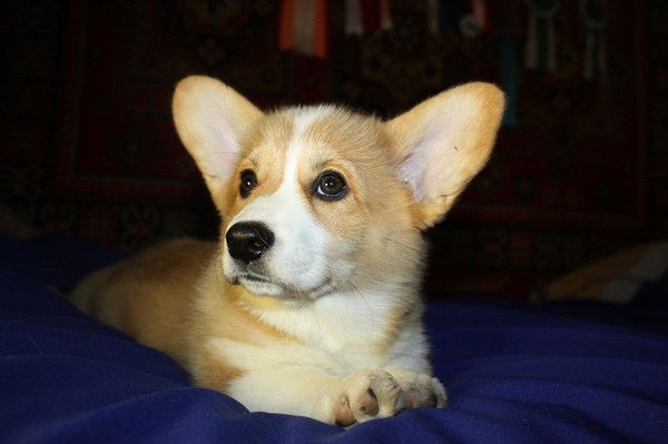 Светлана Трунина