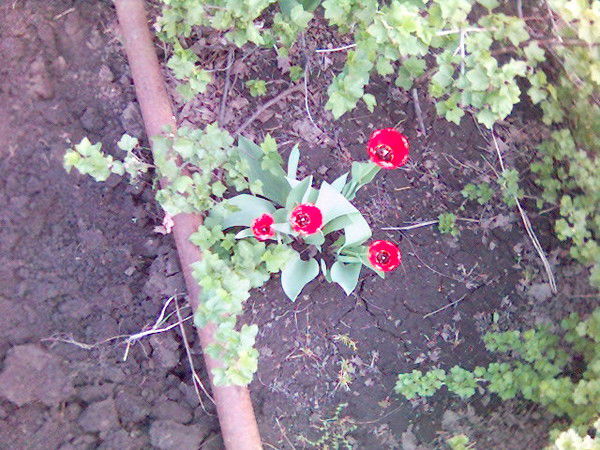 Петрован Чистов