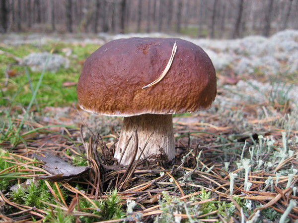 Алексей Щербаков