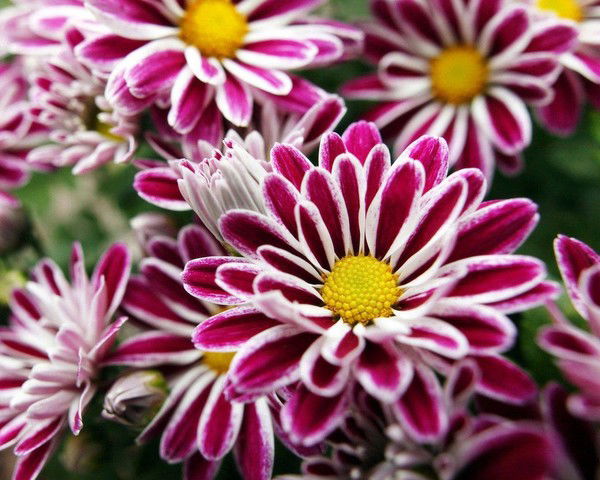 Фаиза Бекарыстанова