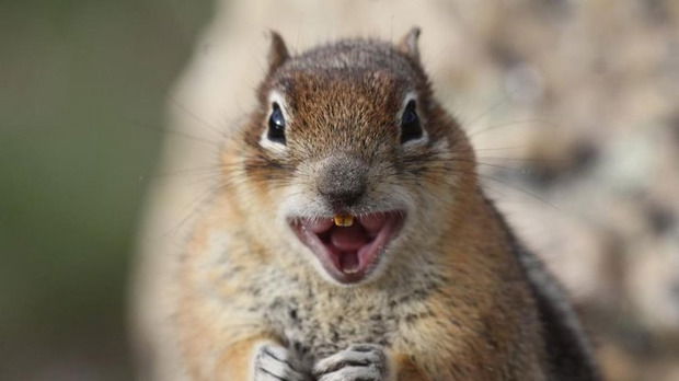 Маргарита Соколовская