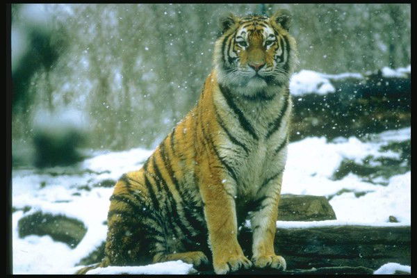 Наталья Зубова