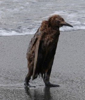 Пингвин Йоулупукки