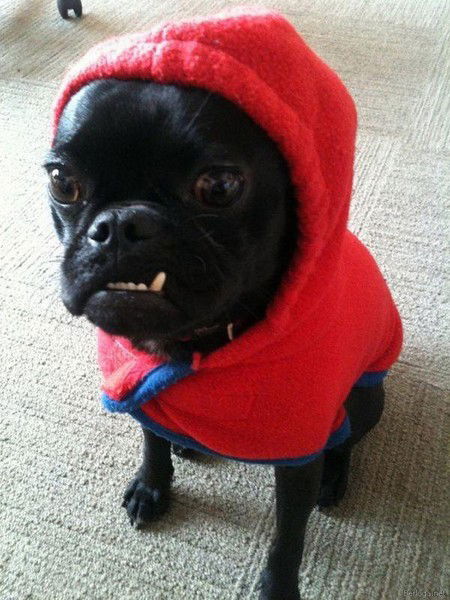 Геннадий Чупакабра