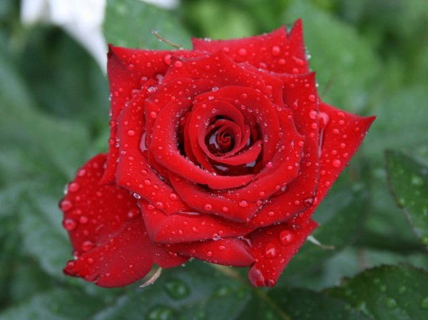 Айша Нурулина