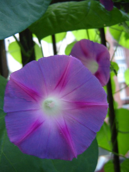 Мея Фарбитис