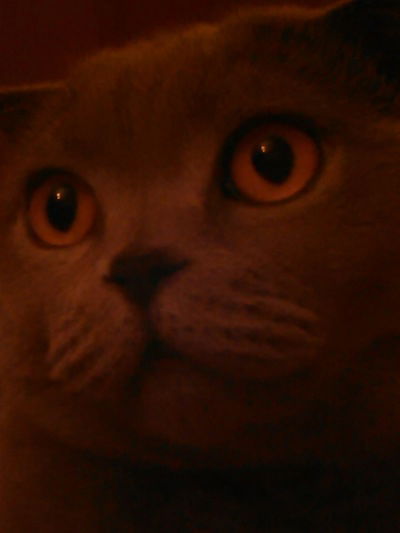 Милана Огай