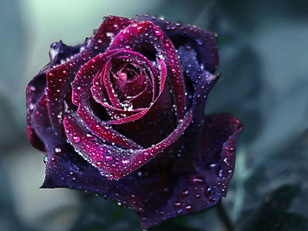 Ирина Денисова