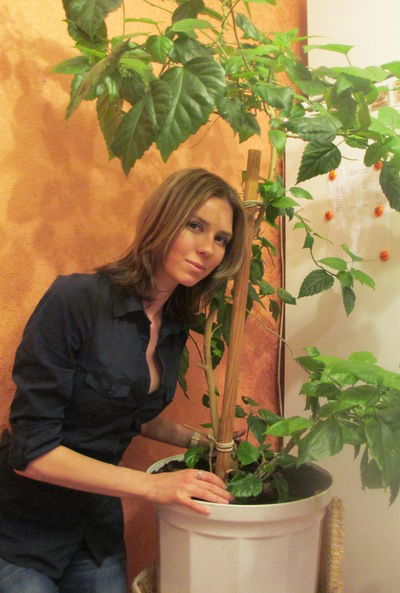 Незабудка-Вика Кумарина