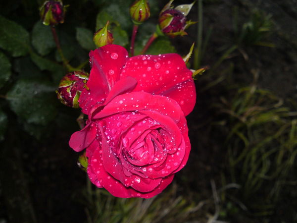 Света Светлана