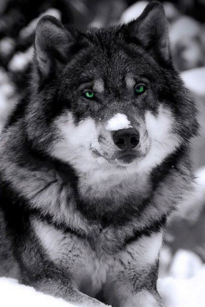 Ольга Лапицкая