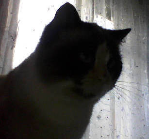 Алеся Архипова