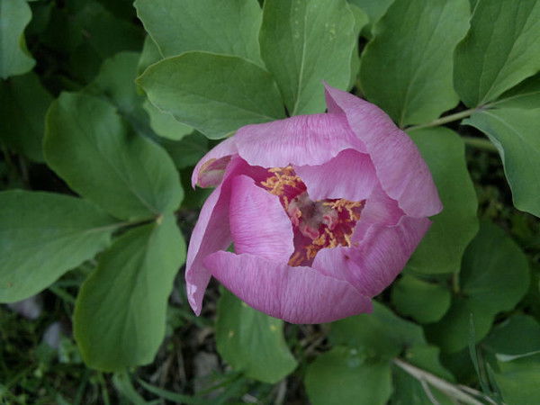 Полина Брусникина