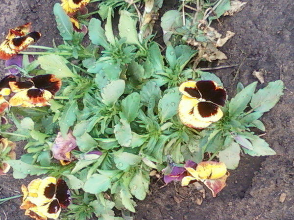 Рамзия Гилязова