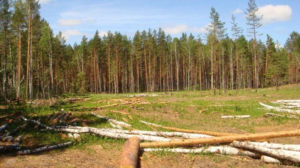 Андрей Пичугин