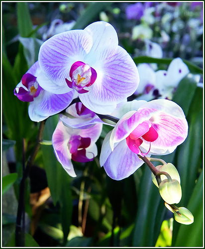 Мария Щербакова