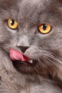 Игорь Колыбин