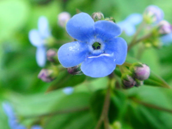 Вероника Васильева