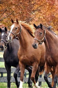 Алина Галеева