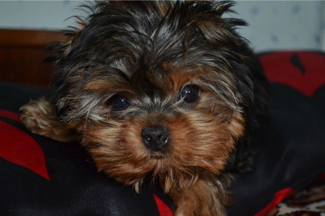 Татьяна Козлова