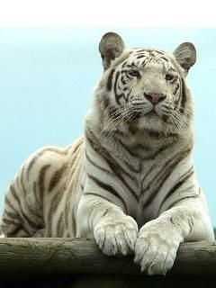 Ирина Ильинская