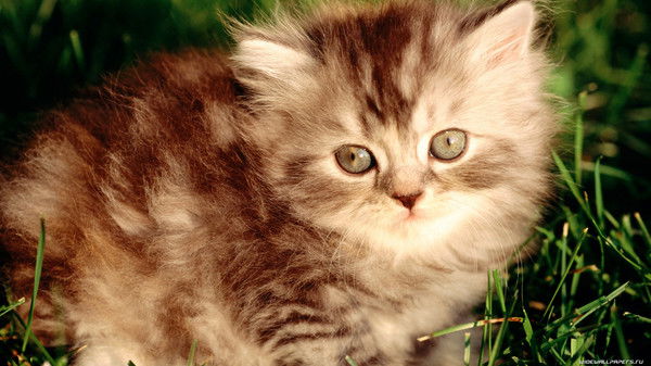 Анна Захарова