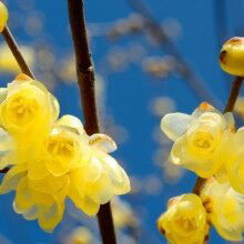 Залина Янгучина