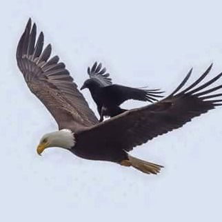 Михаил Амелин