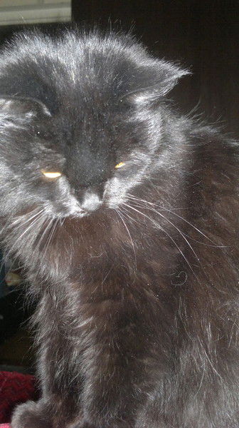 Оксана Чернышова