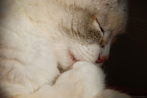 Толик Морозов