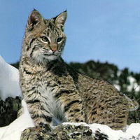 Бабенко Лера