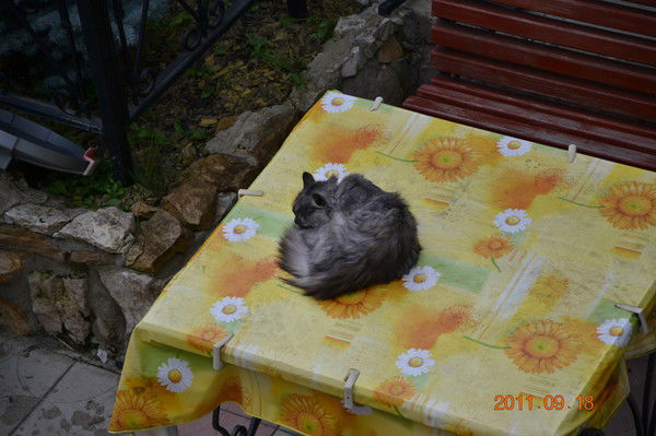 Ирина Романова