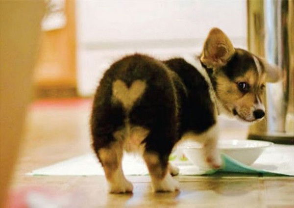 Николай Свининников