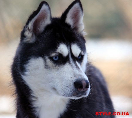 Денис Лебедь