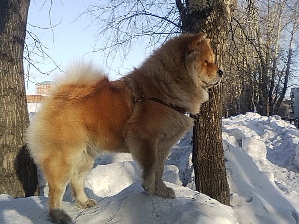 Елена Дьякова