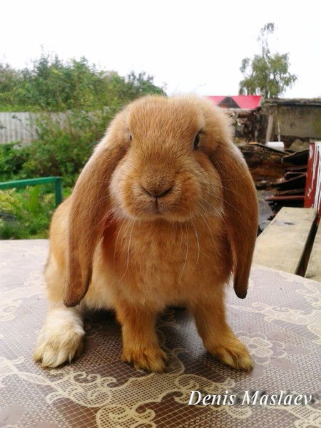 Татьяна Костерина