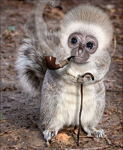 Алексей Француз